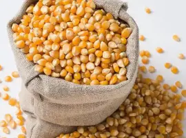 Зображення для оголошення Продам фуражне зерно кукурудзи та пшениці