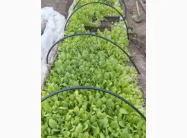 Зображення для оголошення Продам розсаду тютюну