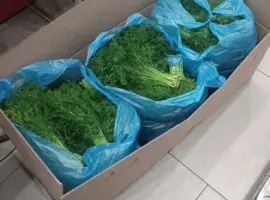 Зображення для оголошення Зелень Укроп , Петрушка