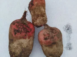 Зображення для оголошення Продам буряк 5-гр за кілограм