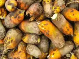 Зображення для оголошення Продам буряк. Ціна 3 грн/кг