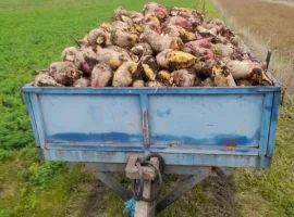 Зображення для оголошення Буряки кормові, цукрові
