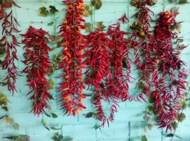 Зображення для оголошення Продам гострий перець "Міні Чилі"