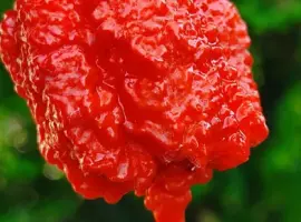 Зображення для оголошення Carolina Reaper надгострий перець сушений.