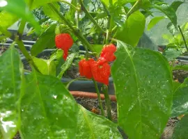 Зображення для оголошення Перець гострий Carolina Reaper