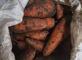 Зображення для оголошення Продам моркву опт і роздріб на переробку