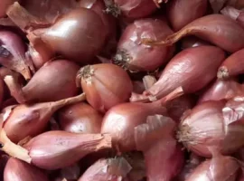 Зображення для оголошення КОРОЛІВСЬКА кущівка-цибуля на посадку