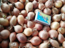 Зображення для оголошення Цибуля-шалот кущівка, кущевка на посадку