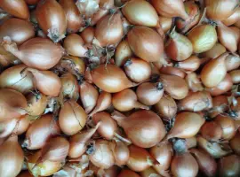 Зображення для оголошення Цибуля кущівка.(Кущевка,шалот). Все в описі.