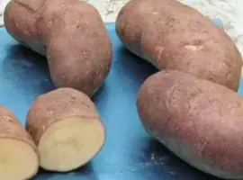 Зображення для оголошення Семенной картофель Тирас 2,5 кг (1 репродукция)