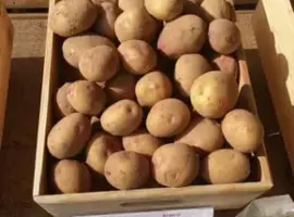 Зображення для оголошення Насіннєва картопля Пікассо 2,5 кг (1 репродукція)