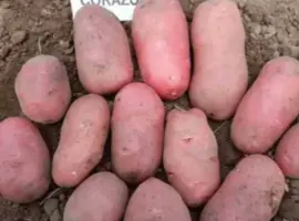 Зображення для оголошення Картопля на посадку Коразон 2,5 кг