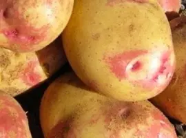 Зображення для оголошення Картофель "Пикассо" семенной позднеспелый