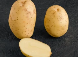 Зображення для оголошення Насіннєва картопля Мелоді, 2 репродукція