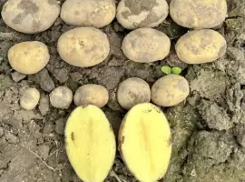 Зображення для оголошення Насіннєва рання картопля на посадку "Мікадо"