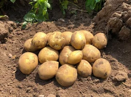 Зображення для оголошення Насіннєва картопля Тірас