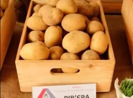 Зображення для оголошення Насіннєва картопля Рив'єра (ультрарання)