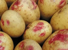 Зображення для оголошення Насіннєва картопля Пікассо (середньопізній)
