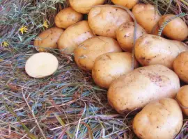 Зображення для оголошення Картофель на посадку, надранний сорт Ривьера