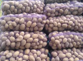 Зображення для оголошення Продам картоплю на посадку. Мелоді