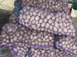 Зображення для оголошення Картопля 2 репродукція насіння «мелоді»
