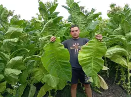Зображення для оголошення Насіння тютюна сорт Берлей46