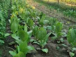 Зображення для оголошення Насіння тютюну вірджинія гавана