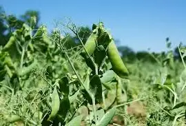 Зображення для оголошення Продам посівний матеріал зеленого гороху ІМПУЛЬС