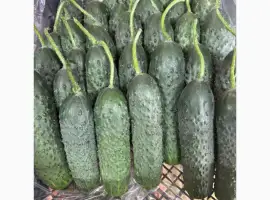 Зображення для оголошення Огірок Туреччина