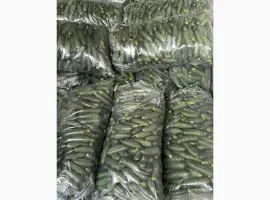 Зображення для оголошення Огірок Румунія