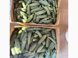 Зображення для оголошення Свіжий Огірок Закарпаття