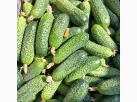 Зображення для оголошення Продам тепличний огірок