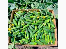 Зображення для оголошення Продам грунтовий огірок