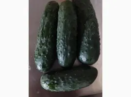 Зображення для оголошення Продам огірок