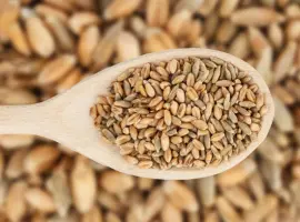 Зображення для оголошення Продам зерно тритикале