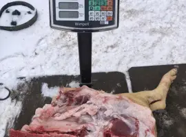 Зображення для оголошення М‘ясо свинина