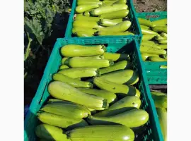Зображення для оголошення Продаю кабачок