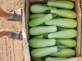 Зображення для оголошення Продам кабачок є обєм