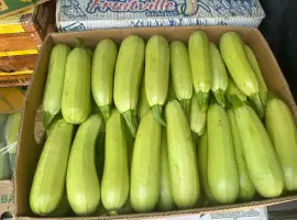 Зображення для оголошення Кабачок Закарпаття обєми