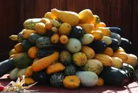 Зображення для оголошення Куплю кабачок спілий на переробку