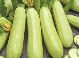 Зображення для оголошення Породам кабачок