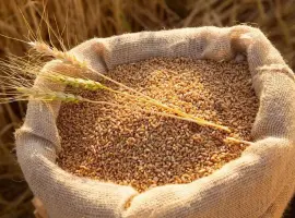 Зображення для оголошення Продаж зернових: ячмінь, пшениця, овес кормовий