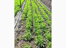 Зображення для оголошення Продам лук зелёный