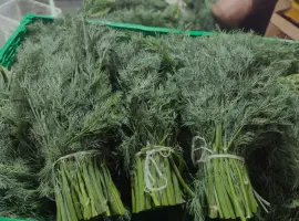 Зображення для оголошення Продам зелень: укроп