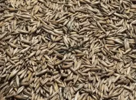 Зображення для оголошення Продам овес на корми