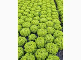 Зображення для оголошення Продам салат Лолки