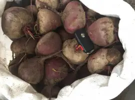 Зображення для оголошення СРОЧНО продам свеклу Детроит и другие сорта оптом с 10 тонн