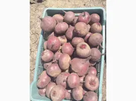 Зображення для оголошення Продам товариний Буряк