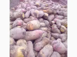Зображення для оголошення Продам кормовий буряк