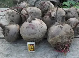 Зображення для оголошення Оптом продам буряк 2 сорт